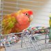 Signs of disease in parrots
