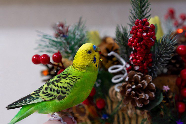 Parrot safety on New Years Eve