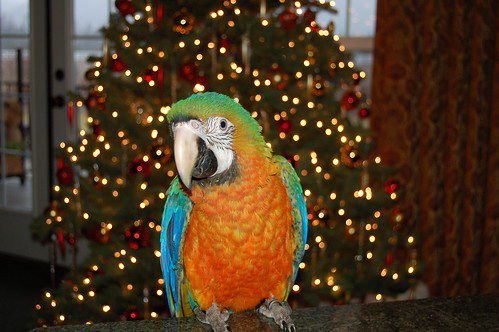 Parrot safety on New Year&#8217;s Eve