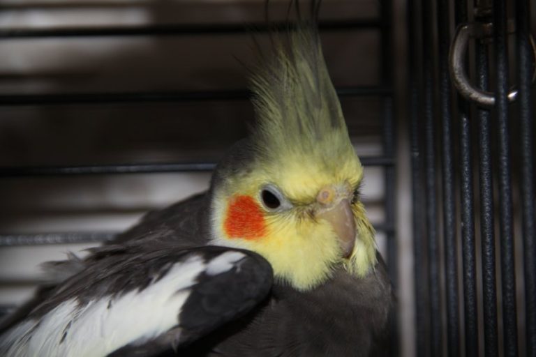 Parrot sneezes - what to do?