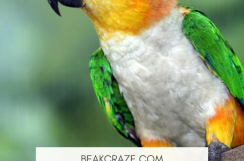 Parrot sneezes - chì fà?