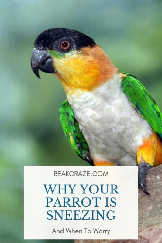 Parrot sneezes &#8211; what to do?
