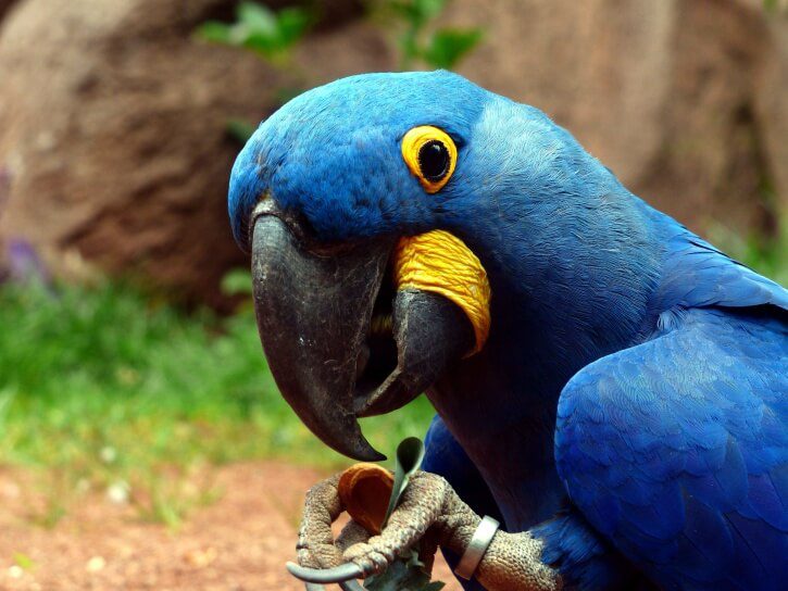 Parrot swears