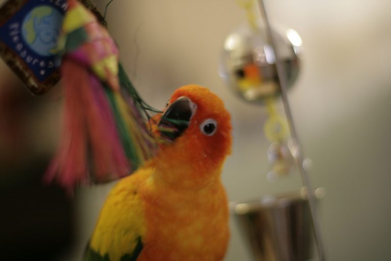 parrot toys