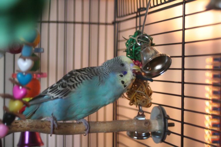 parrot toys