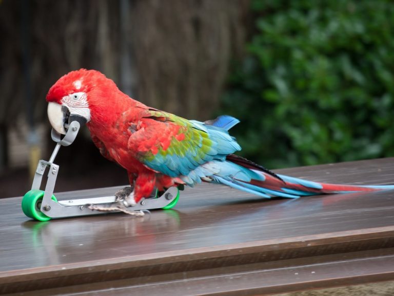 parrot toys