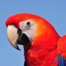 Lesson&#8217;s parrot