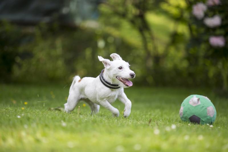 Parson Russell Terrier with a ball