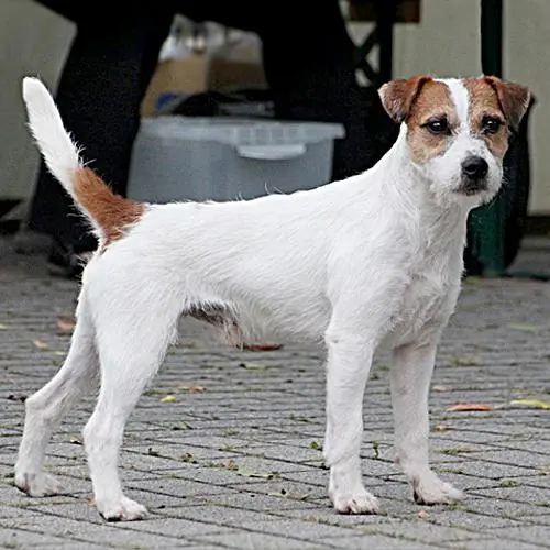 Parson Russell Terrier