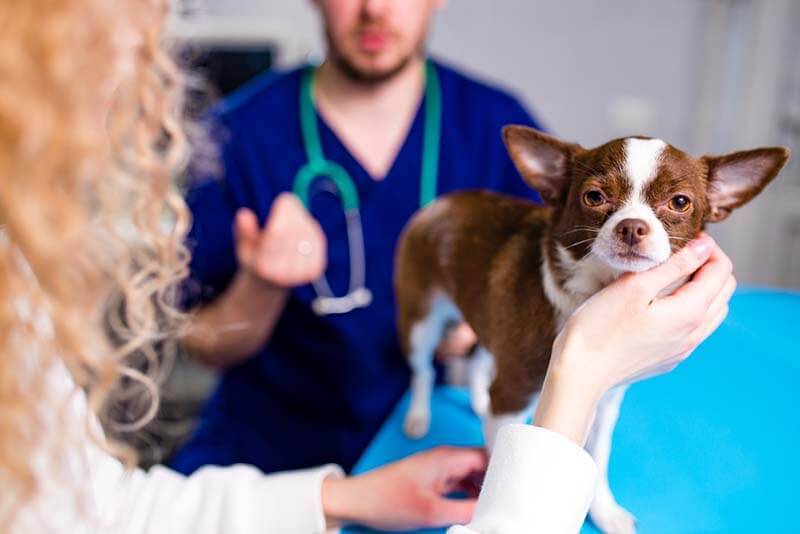 Parvovirus in Dogs - Symptoms and Treatment