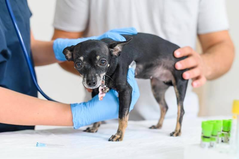 Parvovirus in Dogs - Symptoms and Treatment