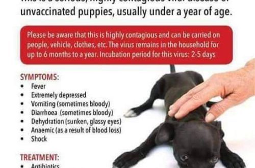 Parvovirus in Dogs &#8211; Symptoms and Treatment