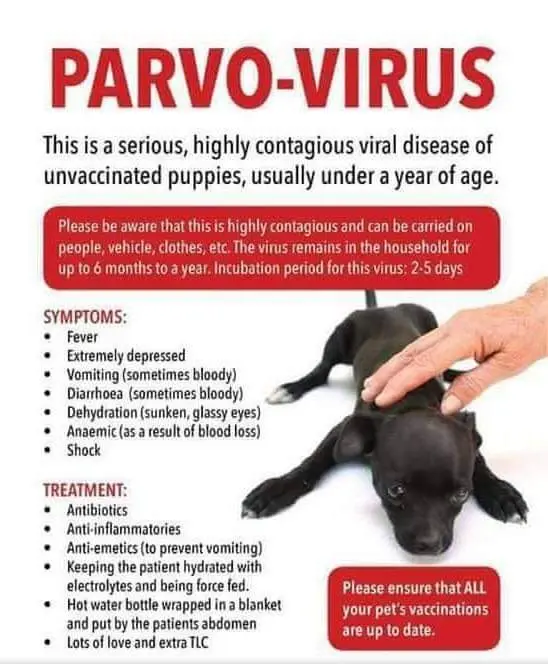 Parvovirus in Dogs &#8211; Symptoms and Treatment