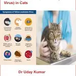 Parvovirus in the cat