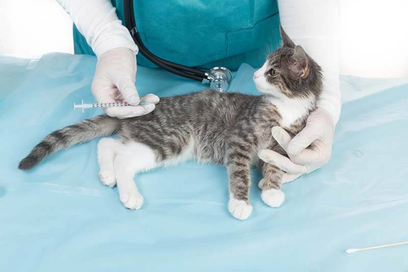 Parvovirus in the cat