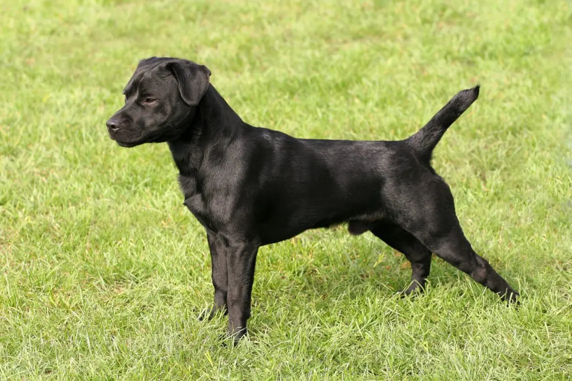 Patterdale Terrier