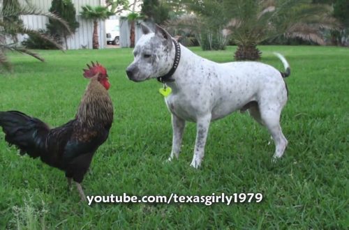 Peace-loving pit bull separates fighting roosters (video)