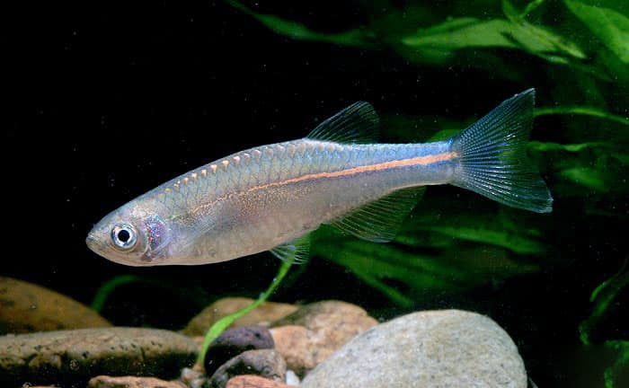 Pearl Danio