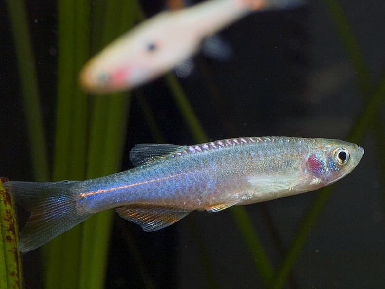 Pearl Danio