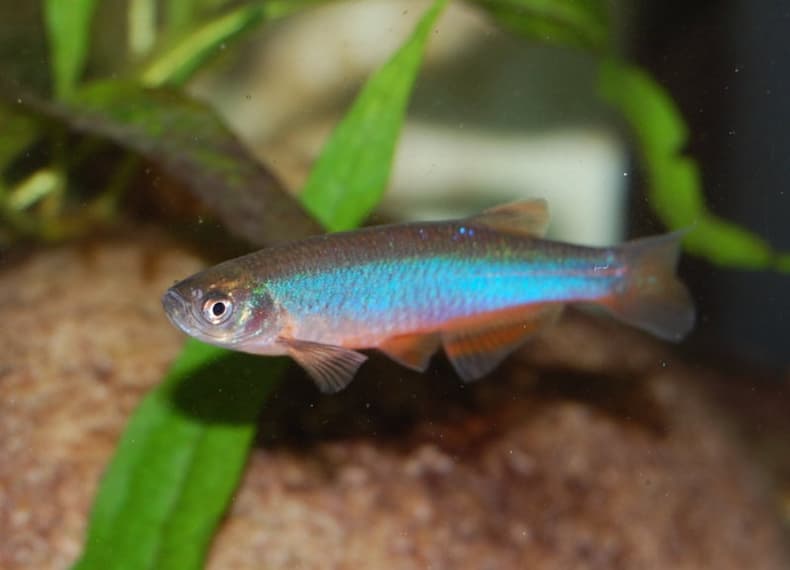 Pearl Danio