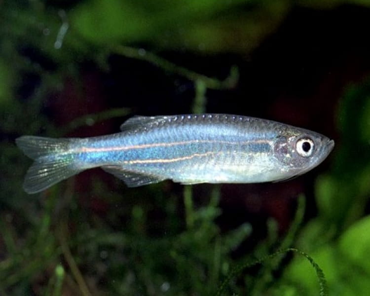 Pearl Danio