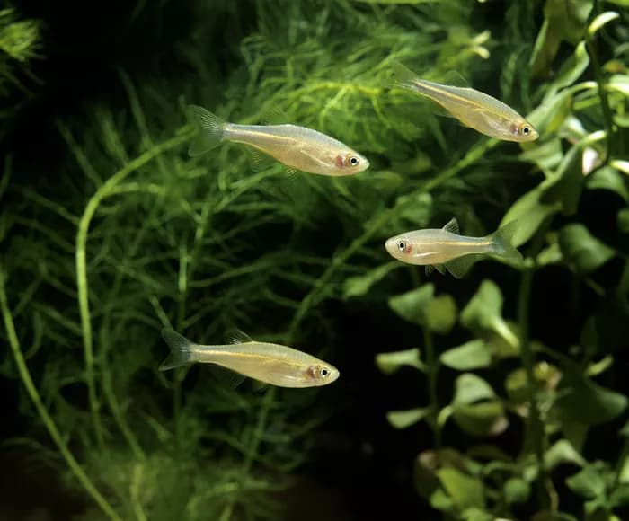 Pearl Danio