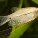 Snake Gourami