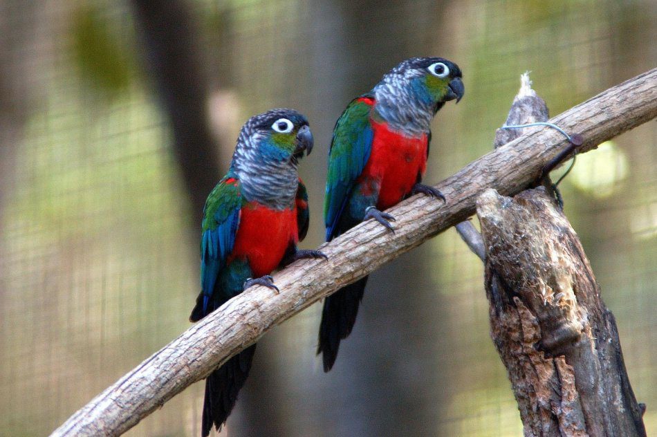 Pearly red-tailed parrot