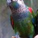 pappagallo di coda rossa rocciosa