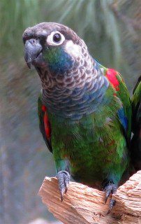 Pearly red-tailed parrot