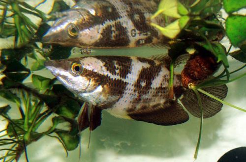 Pensive gourami