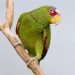 Goods for parrots: the necessary minimum and additional accessories