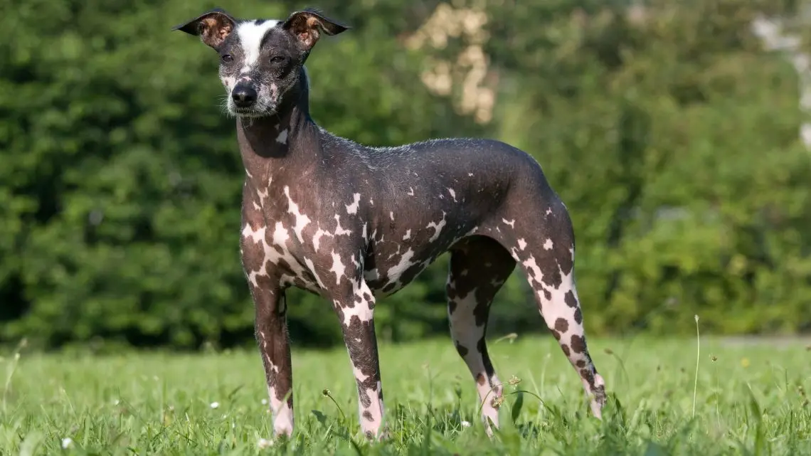 Peruvian Hairless Dog (Peruvian Inca Orchid)