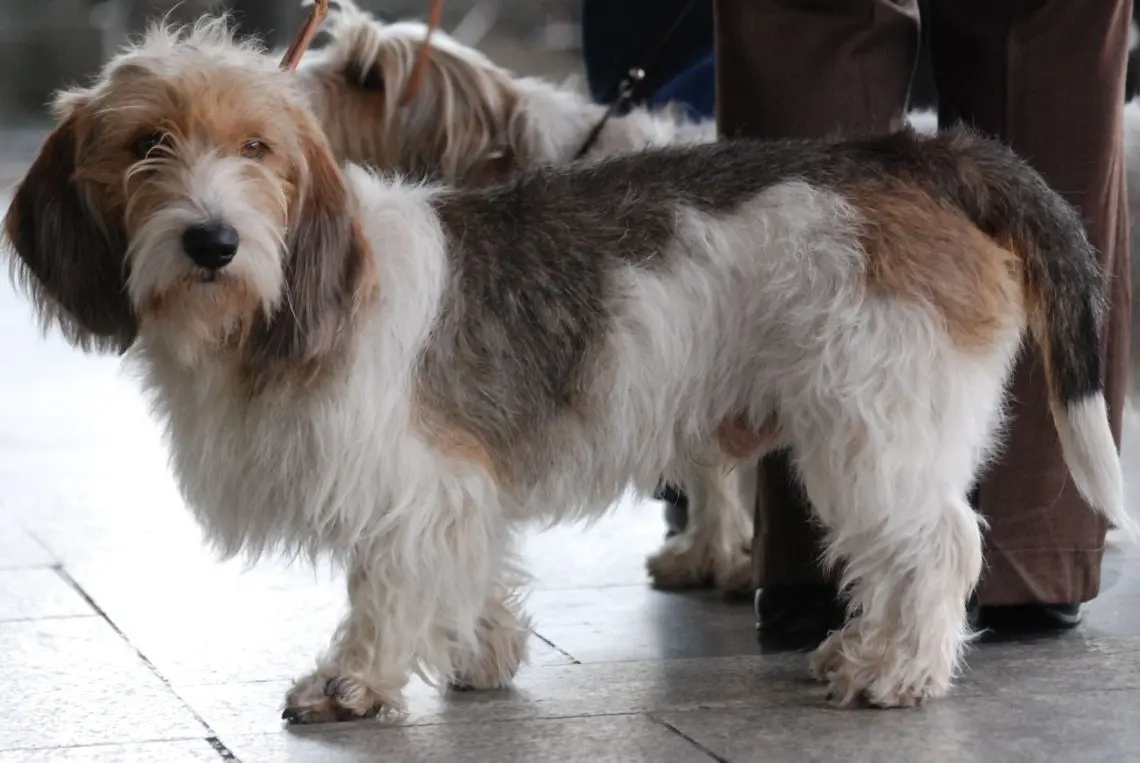 Petit basset griffon vendéen