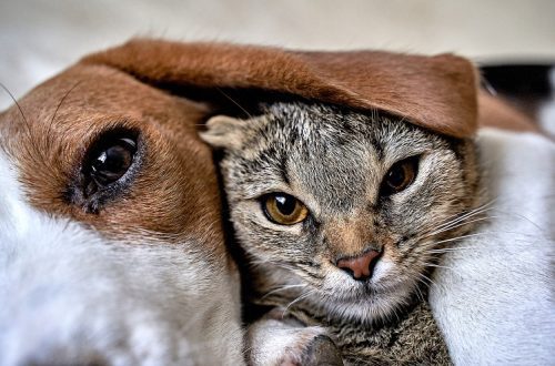 Pets Help: How to Help Homeless Pets in 30 Seconds