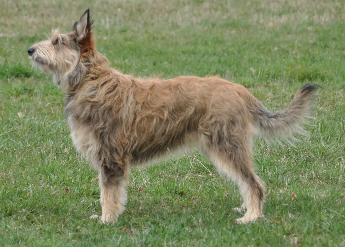 Picardy Sheepdog