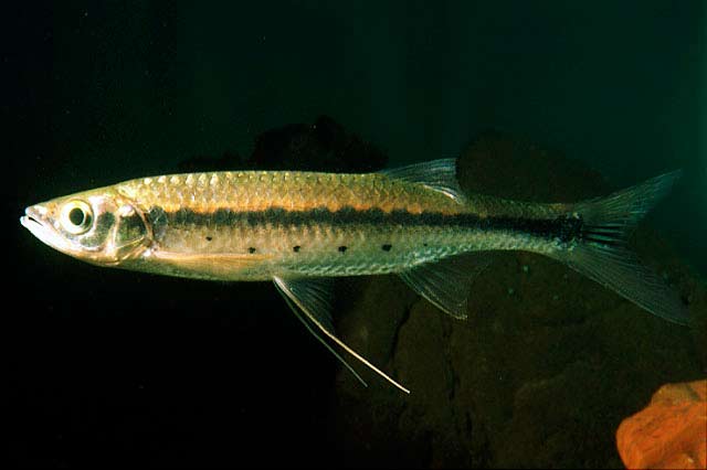 Pied pike