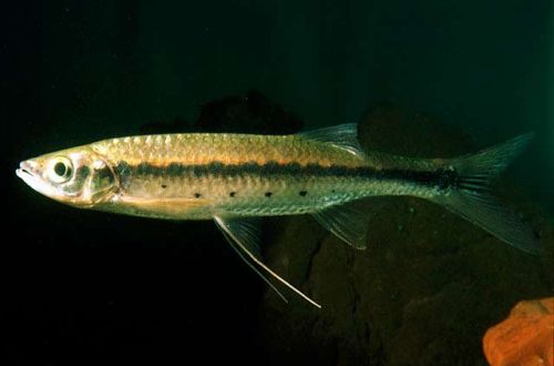 Pied pike