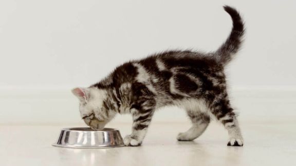 Kitten diet