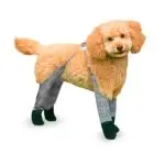Playing Tights with a Dog: 5 Mistakes and Solutions