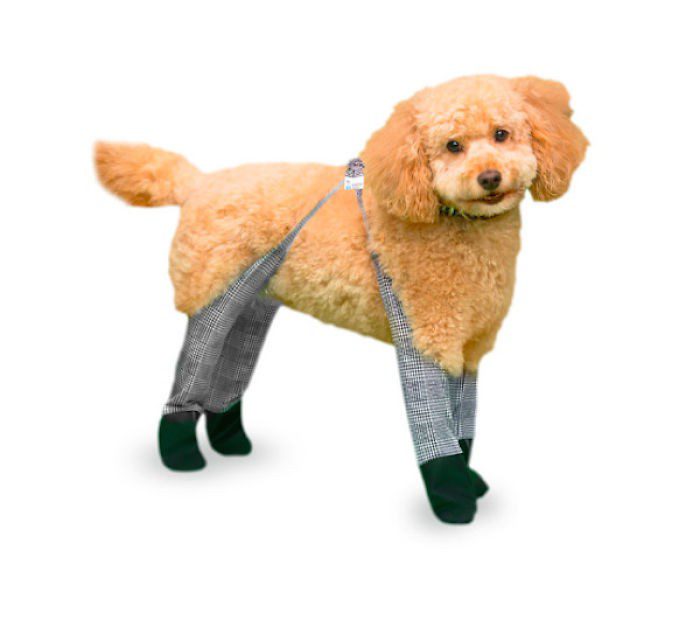 Playing Tights with a Dog: 5 Mistakes and Solutions