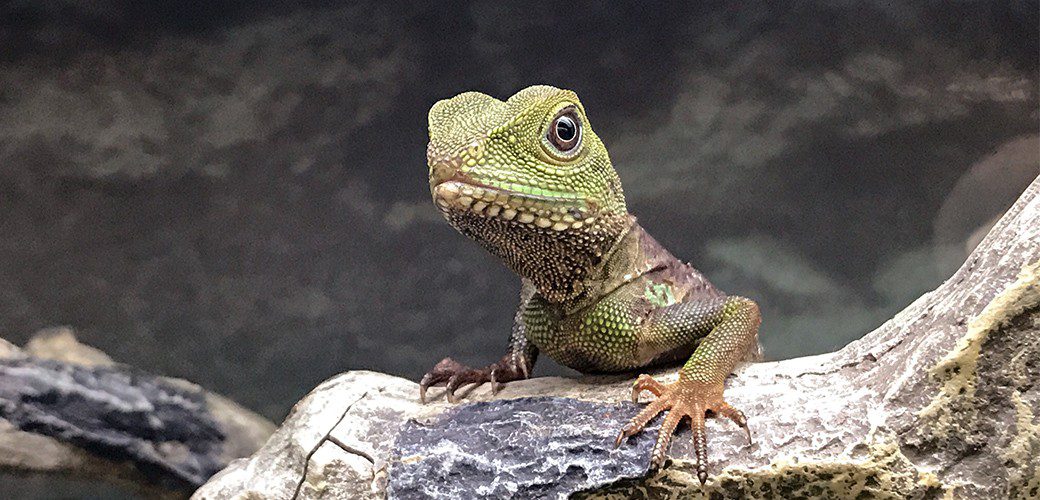 Poison lizards and other reptiles and amphibians