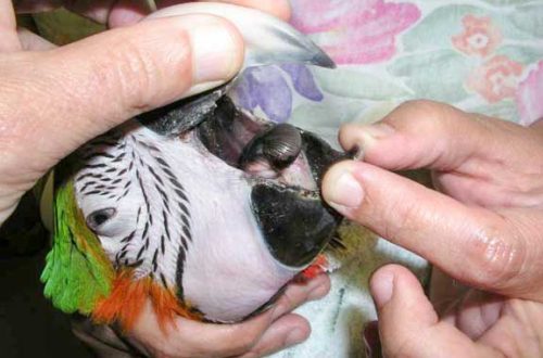 Poisoning in parrots