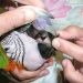 Fractures in parrots and first aid