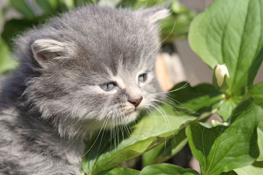 poisonous plants for cats