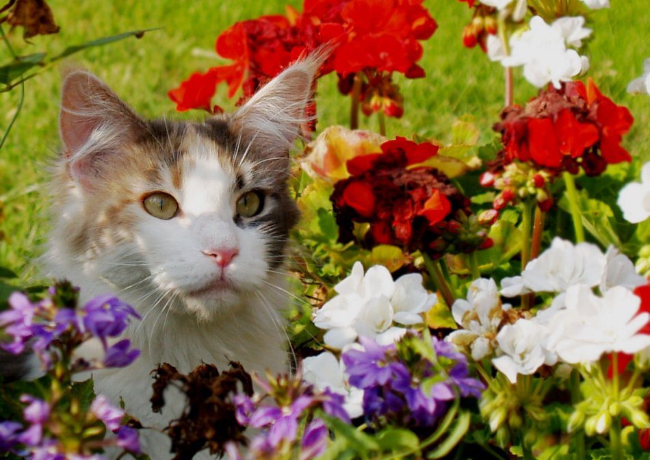 poisonous plants for cats