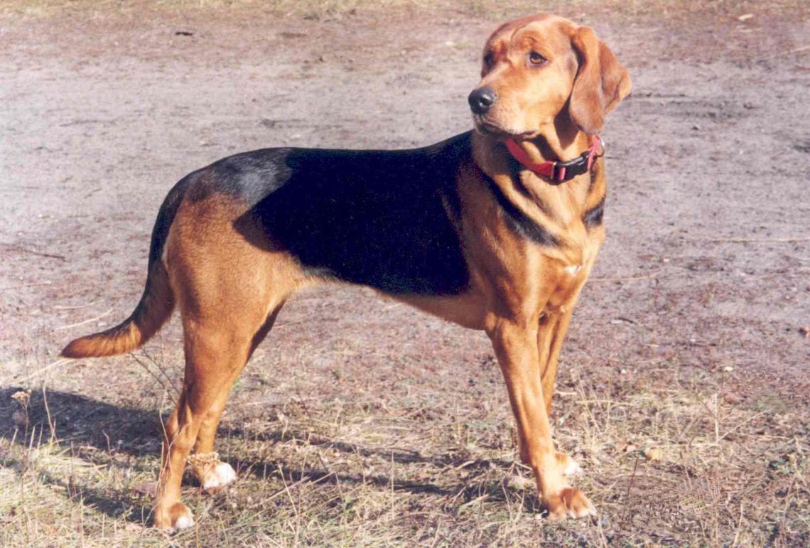 Լեհական շան