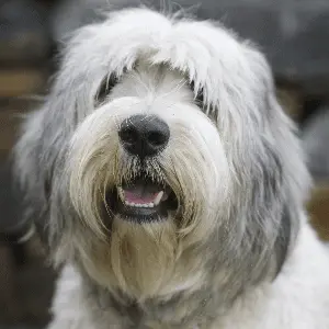 Polish Lowland Sheepdog