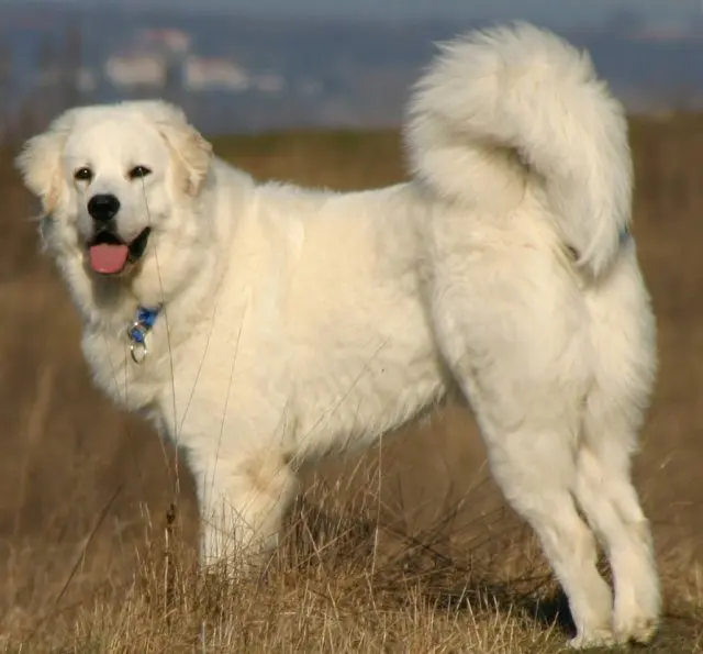 Polish Podgalian Sheepdog  (Tatra Shepherd)