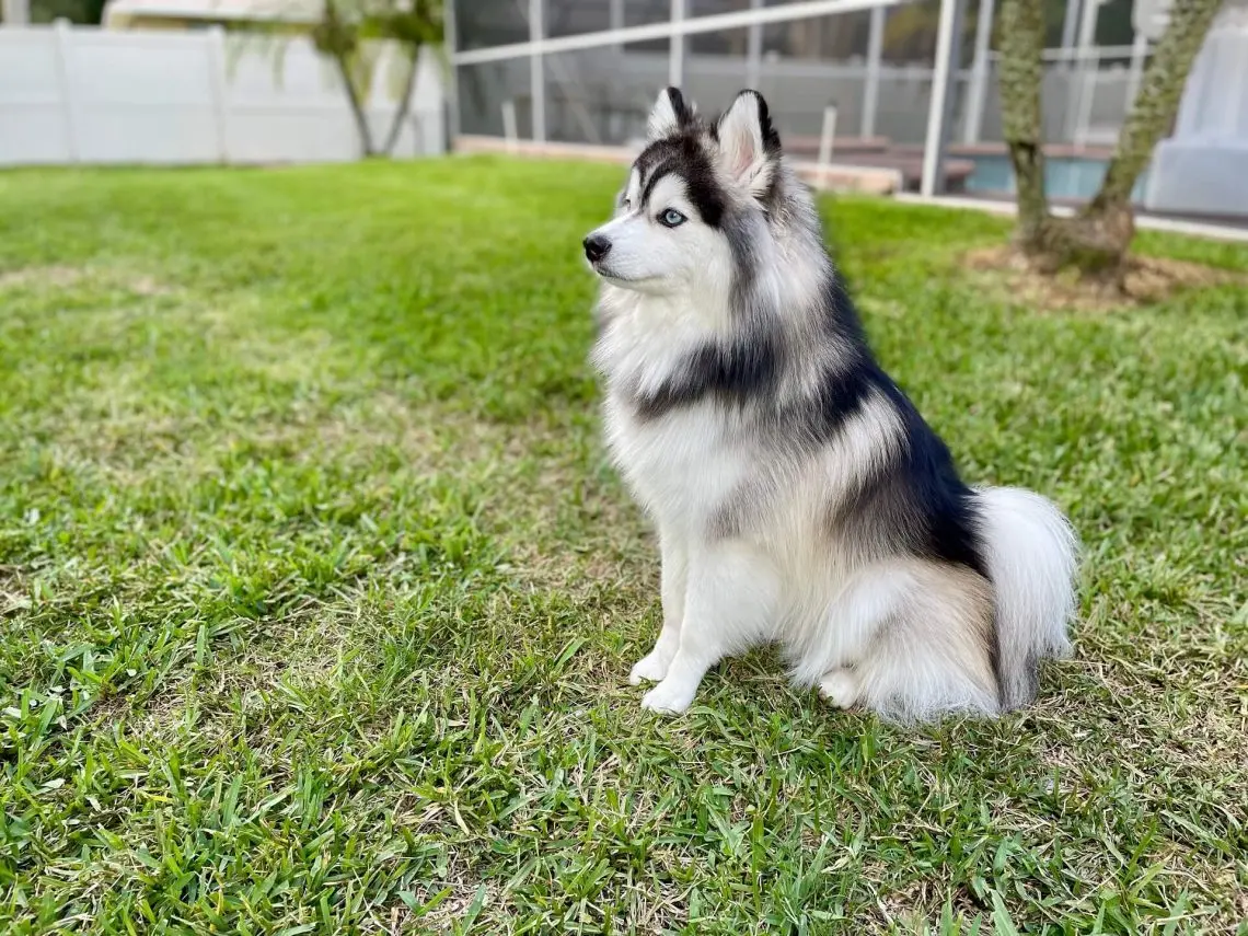 Pomsky